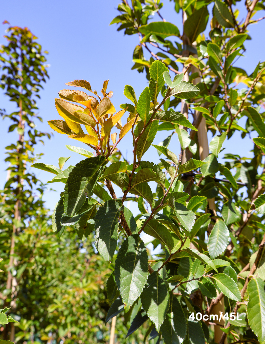 Ulmus parvifolia 'Todd' - Chinese Elm - Evergreen Trees Direct