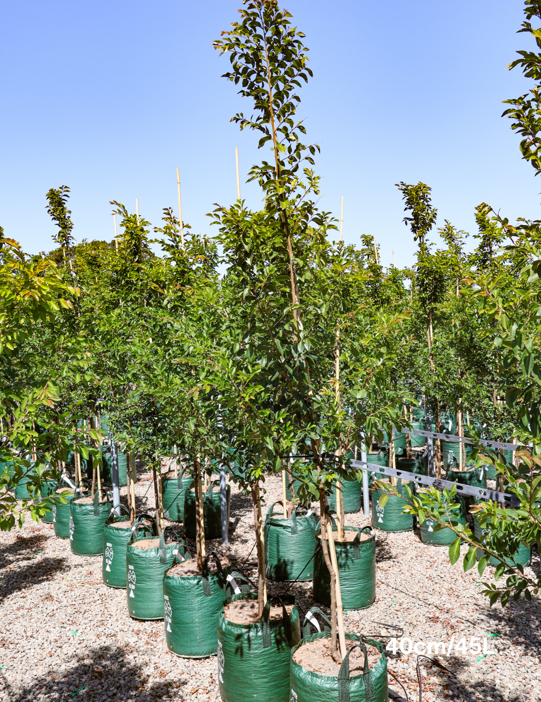Ulmus parvifolia 'Todd' - Chinese Elm - Evergreen Trees Direct