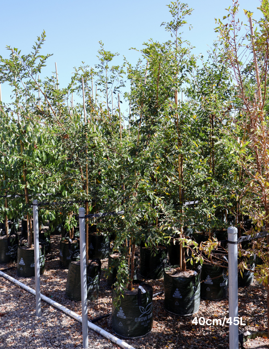 Ulmus parvifolia 'Todd' - Chinese Elm - Evergreen Trees Direct