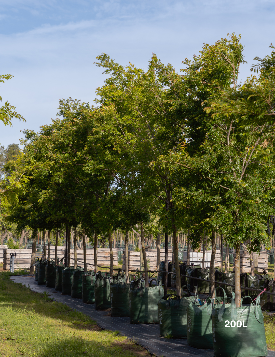 Ulmus parvifolia ‘Reflection’ – Reflecting Elm