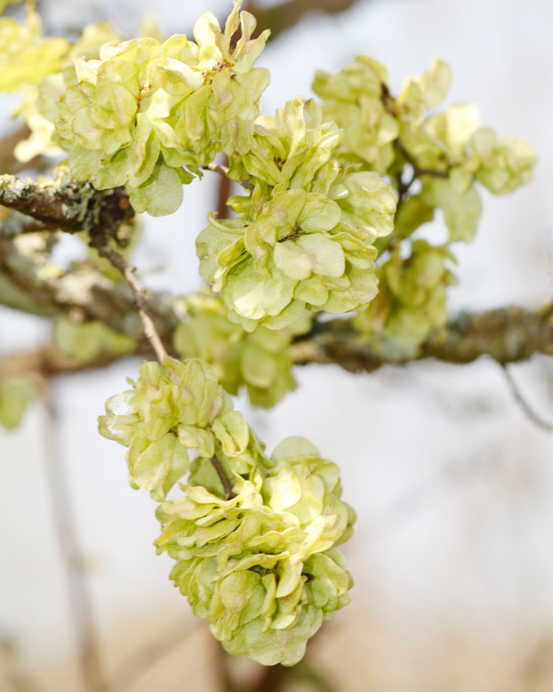 Ulmus glabra ‘Lutescens’ – Golden Elm