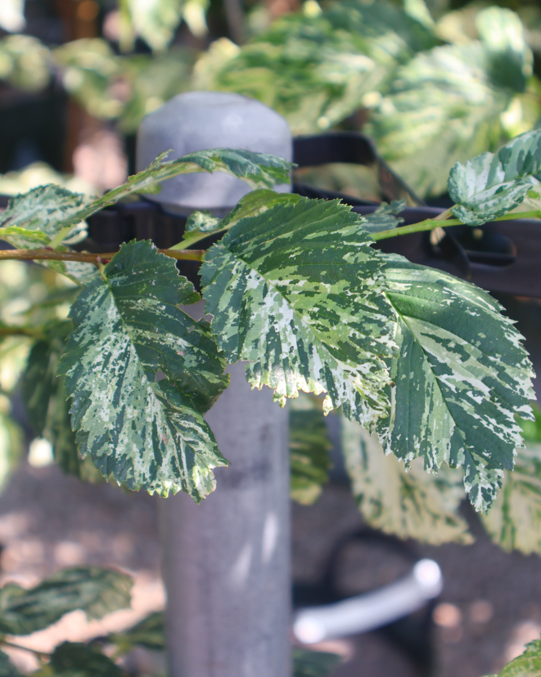 Ulmus minor 'Variegata' (Silver Elm)