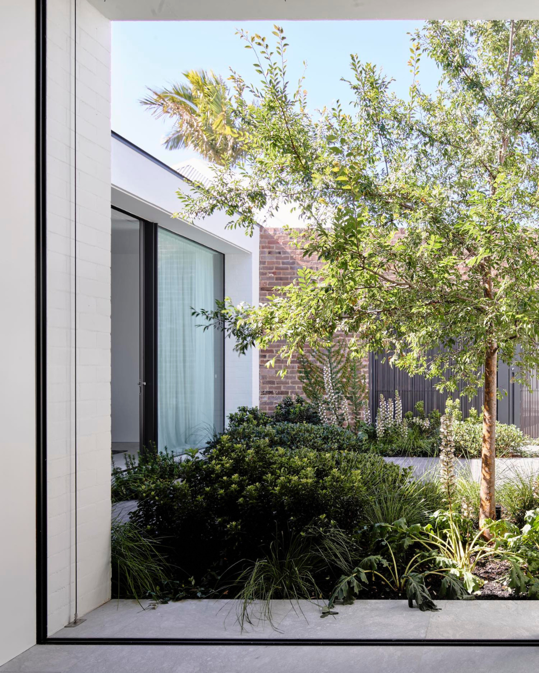 Ulmus parvifolia (Chinese Elm)