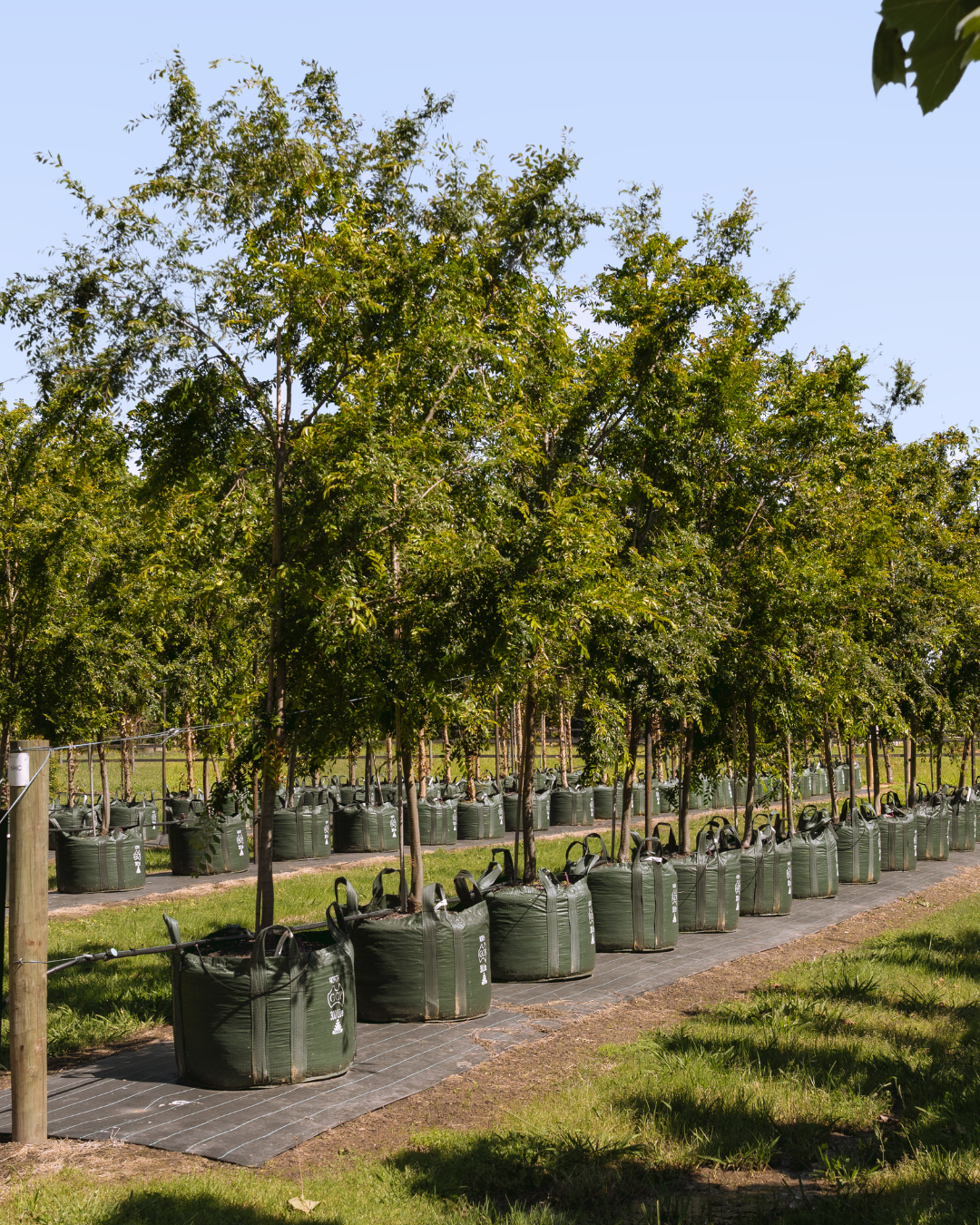 Ulmus parvifolia ‘Reflection’ – Reflecting Elm