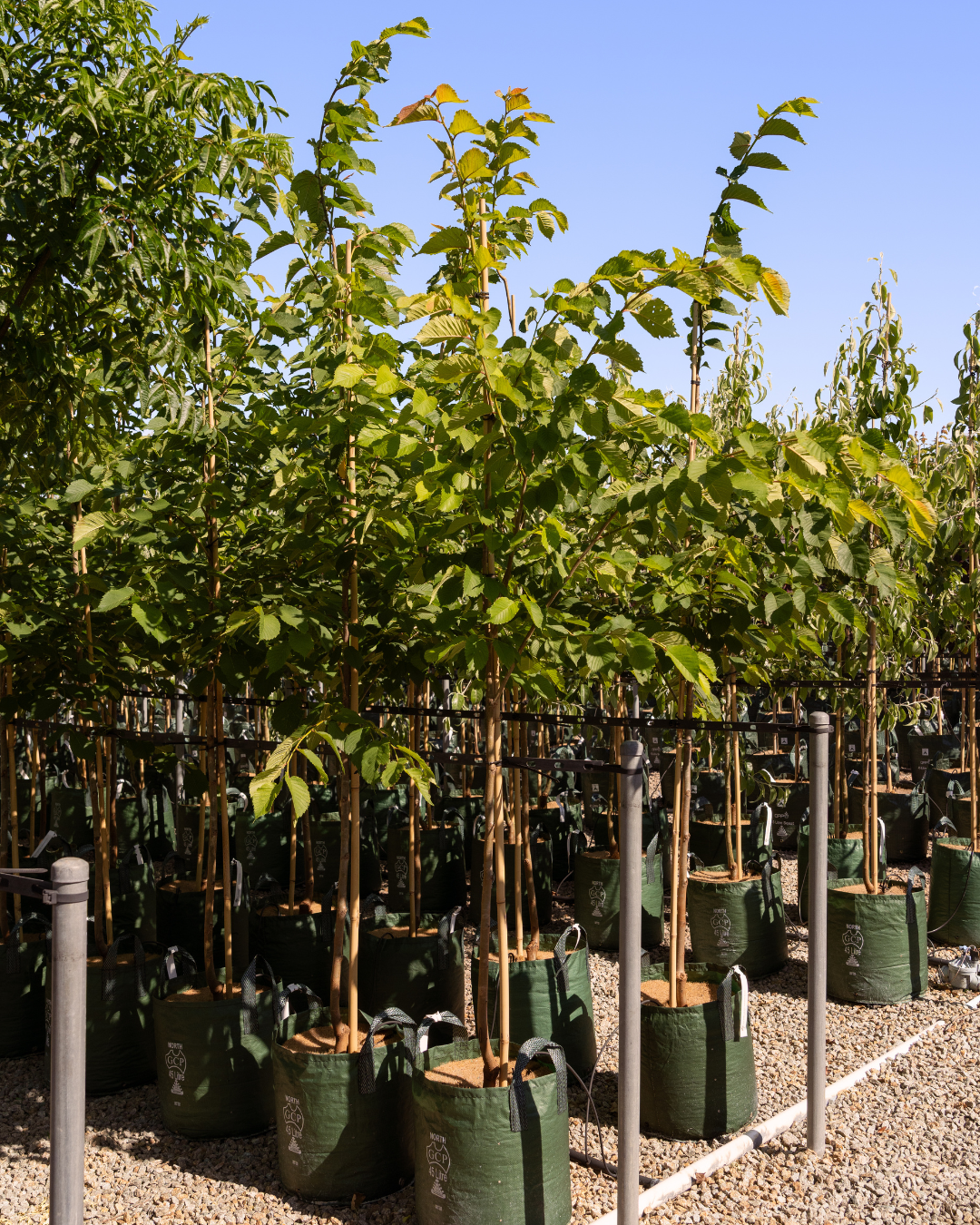 Ulmus procera - English Elm