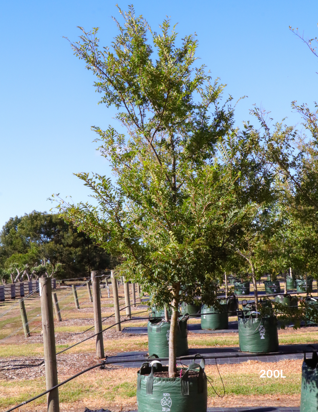 Ulmus parvifolia (Chinese Elm) - Evergreen Trees Direct