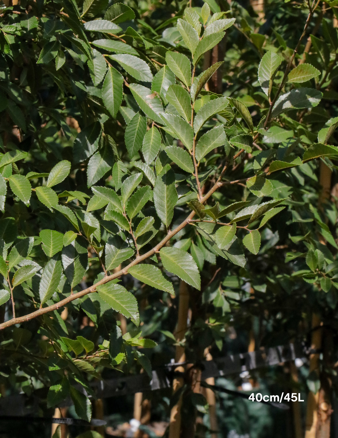 Ulmus parvifolia (Chinese Elm) - Evergreen Trees Direct