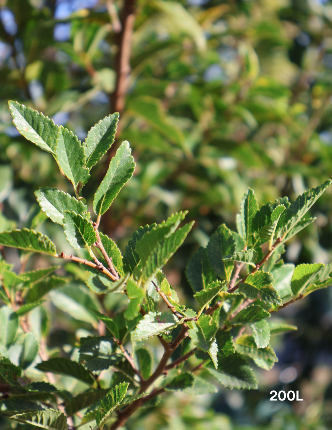 Ulmus parvifolia 'Reflection' - Evergreen Trees Direct