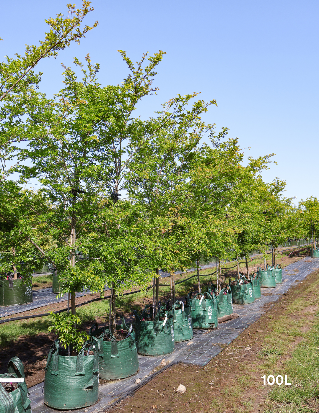 Ulmus parvifolia 'Reflection' - Evergreen Trees Direct