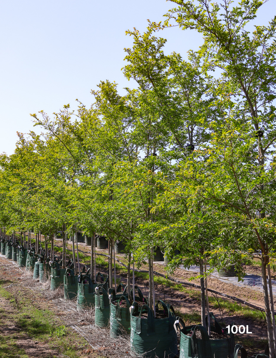 Ulmus parvifolia 'Reflection' - Evergreen Trees Direct