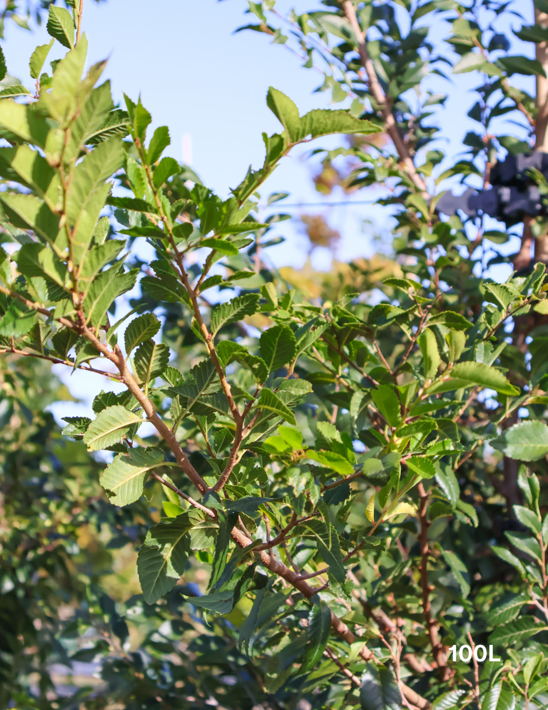 Ulmus parvifolia 'Reflection' - Evergreen Trees Direct