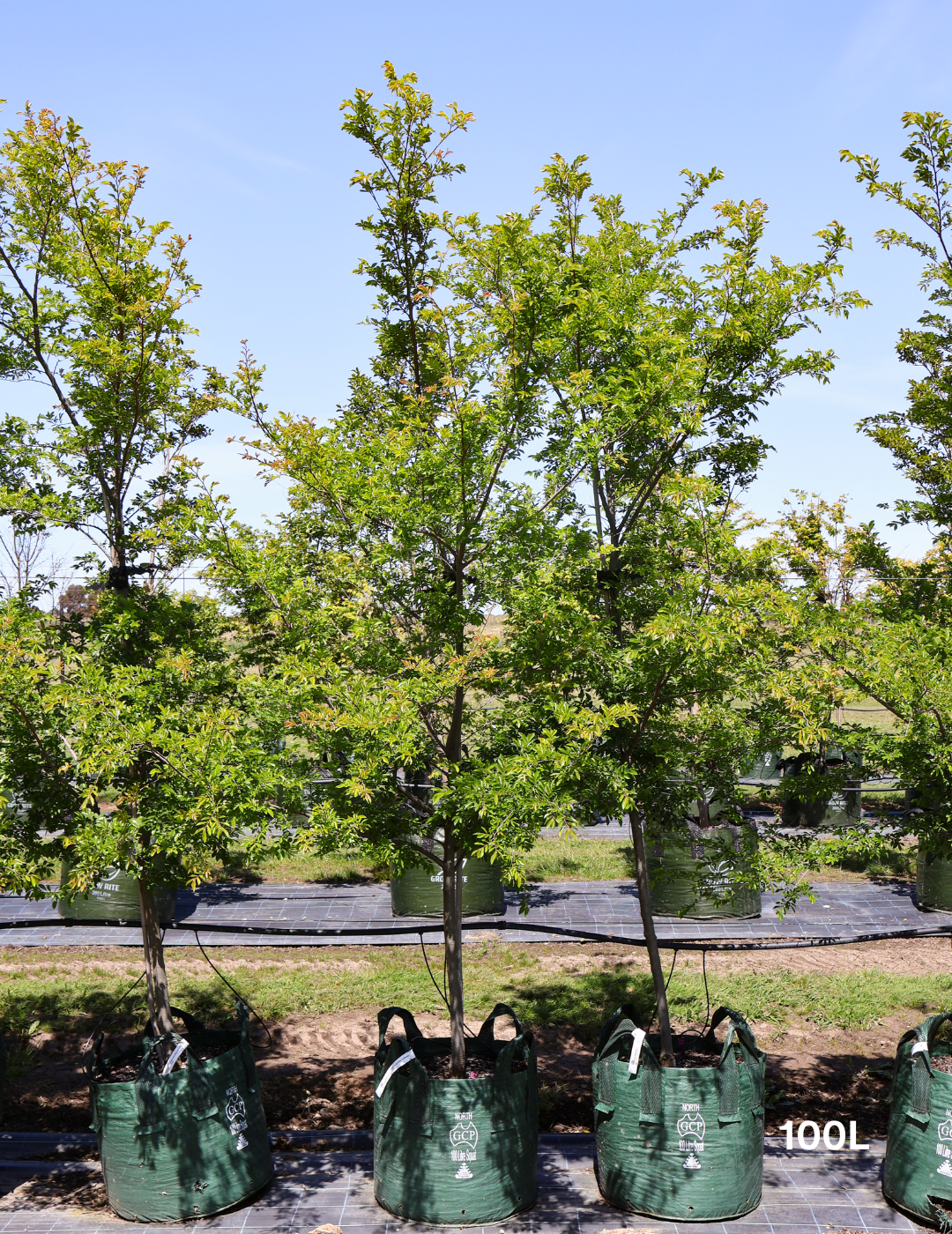 Ulmus parvifolia 'Reflection' - Evergreen Trees Direct