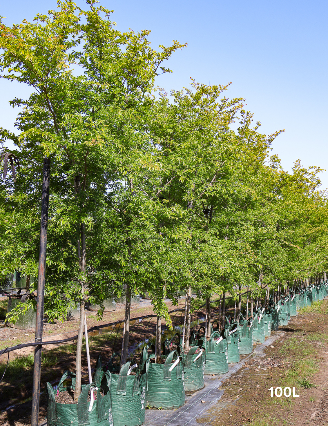 Ulmus parvifolia 'Reflection' - Evergreen Trees Direct