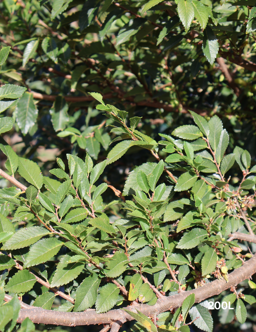 Ulmus parvifolia 'Reflection' - Evergreen Trees Direct