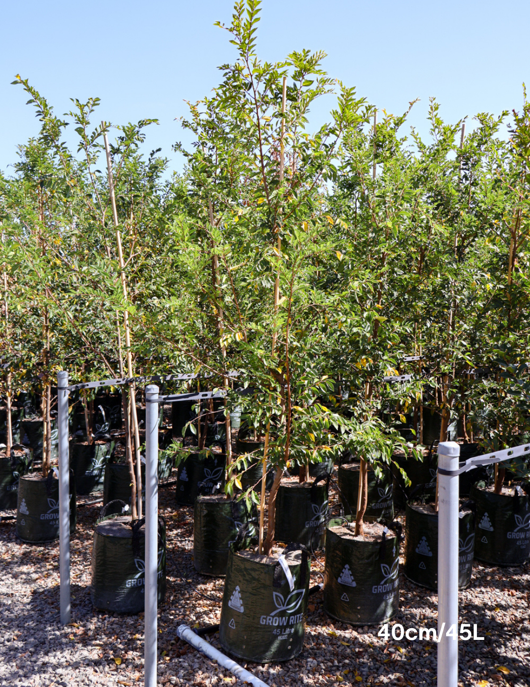 Ulmus parvifolia 'Reflection' - Evergreen Trees Direct