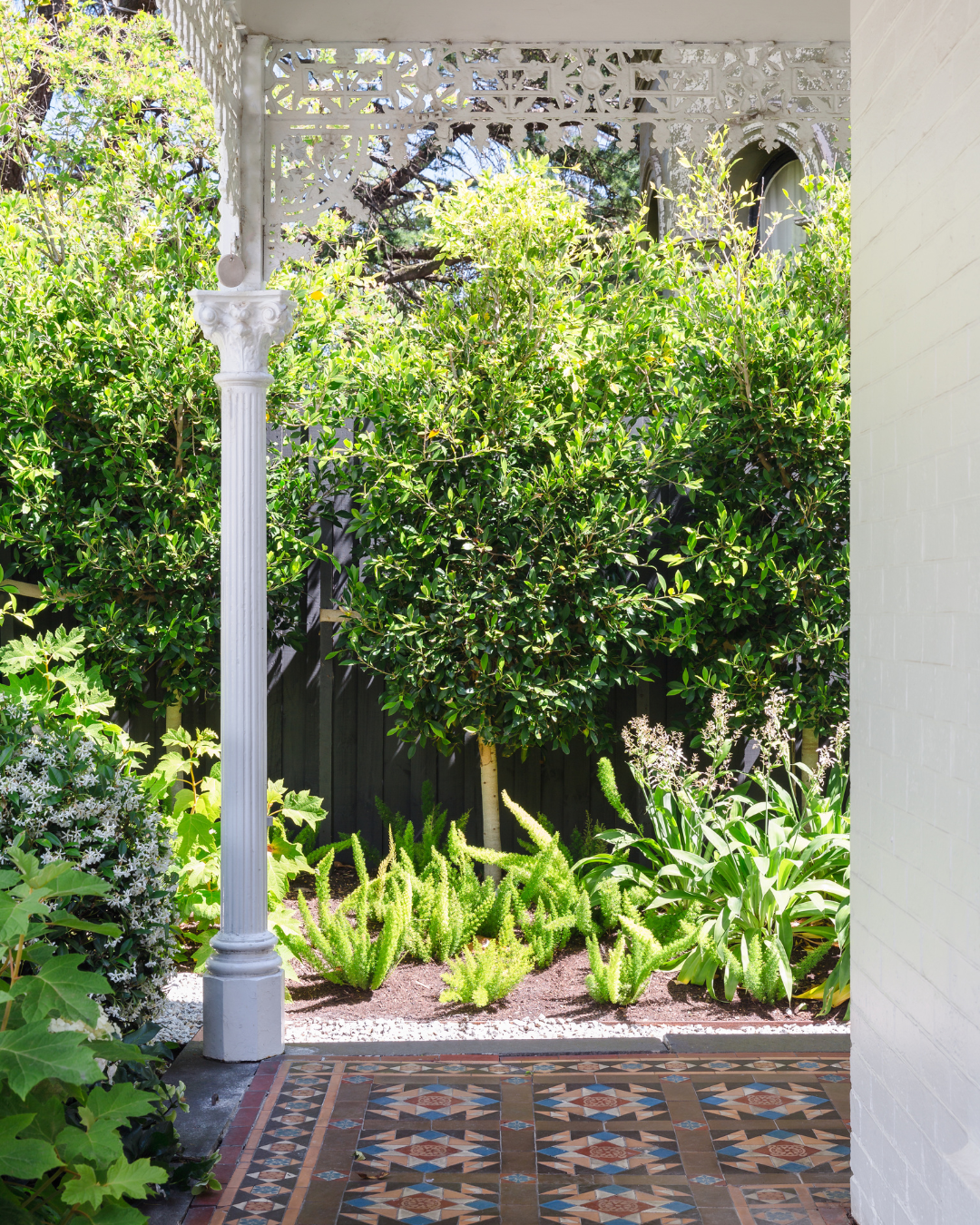 Ficus hillii