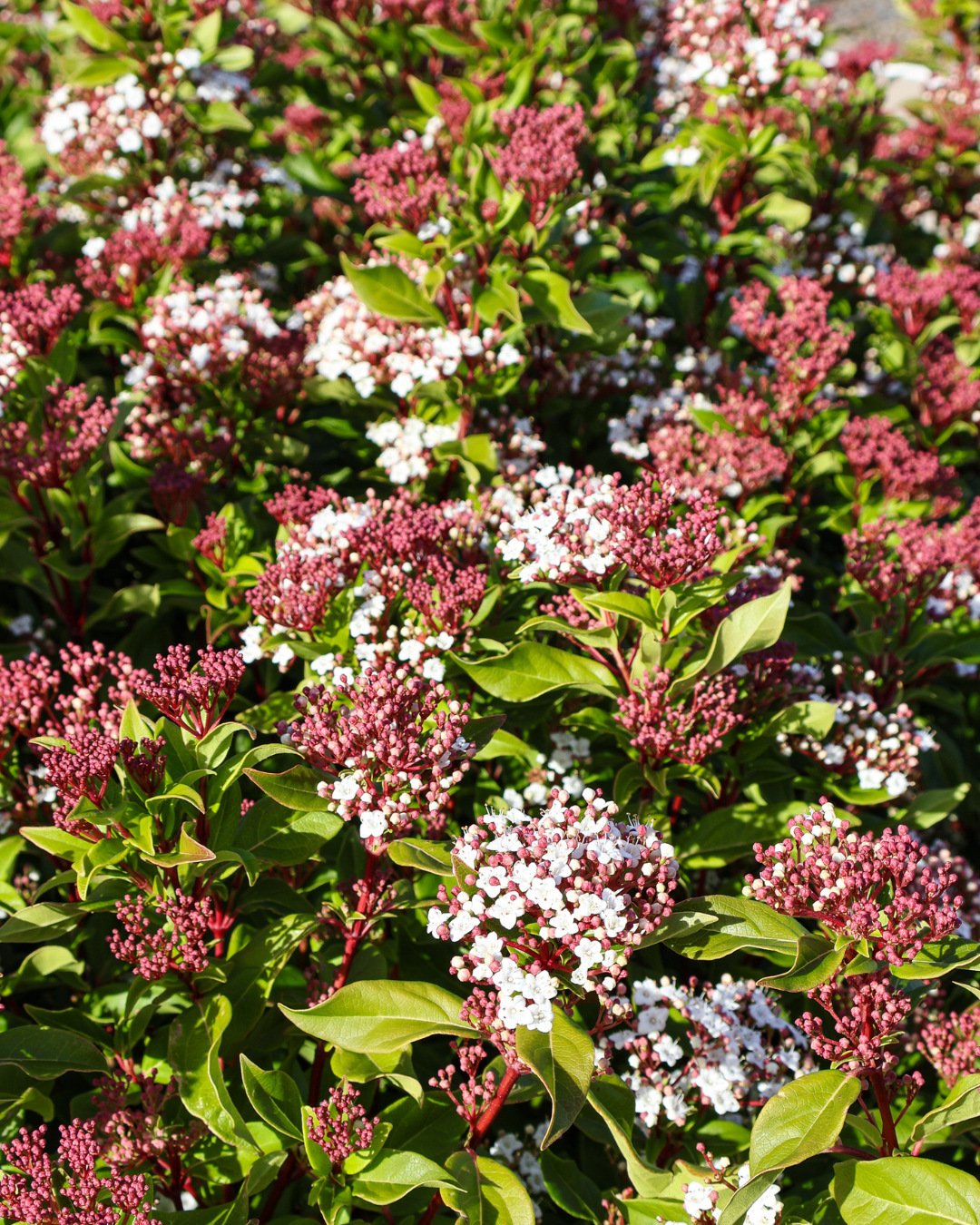 Viburnum tinus