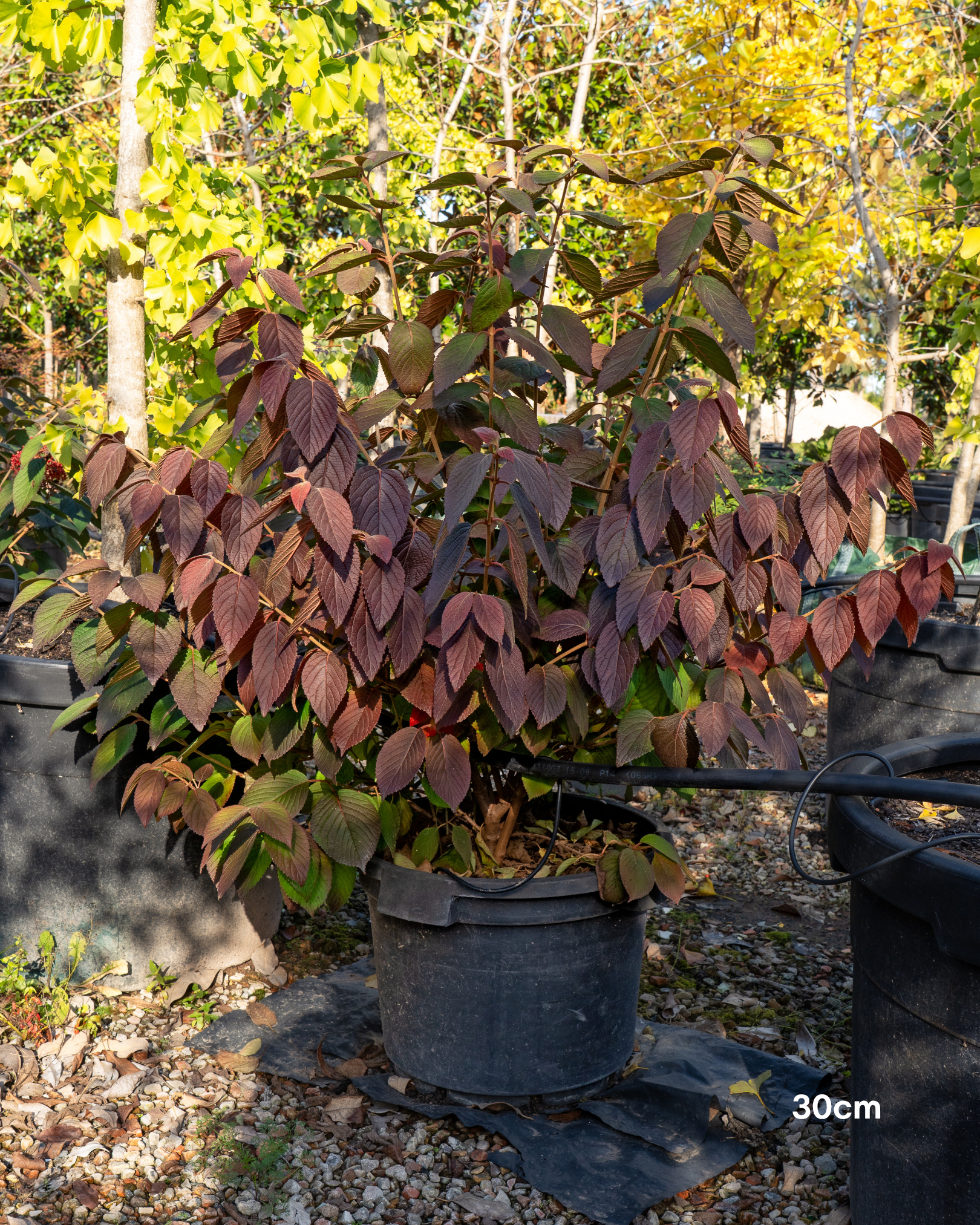 Viburnum plicatum – Japanese Snowball