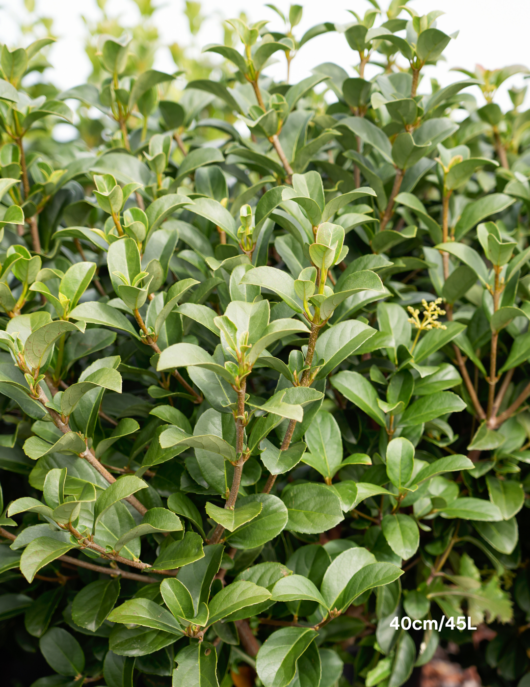 Viburnum odoratissimum