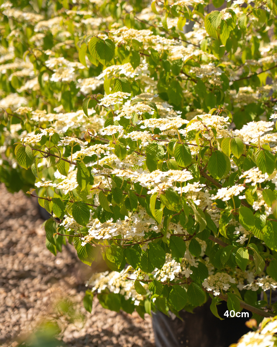 Viburnum plicatum 'Mariesii' - Japanese Snowball