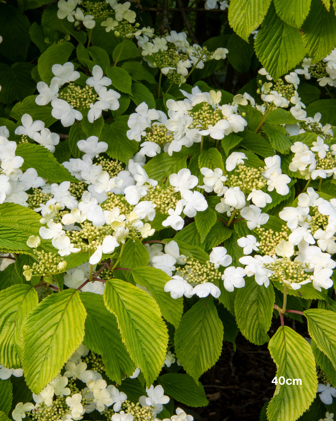 Viburnum plicatum 'Mariesii' - Japanese Snowball