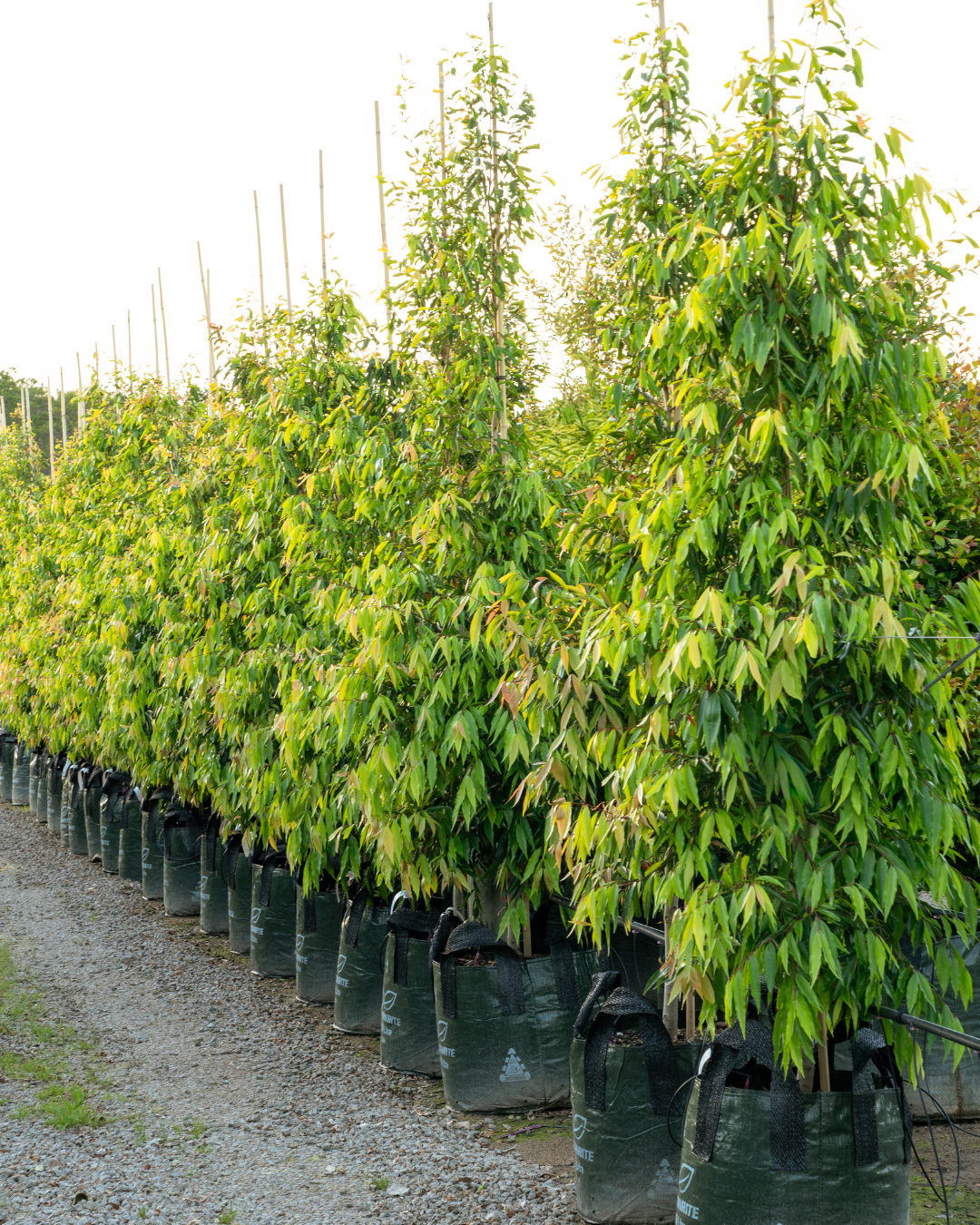 Waterhousea floribunda ‘Amaroo’ – Amaroo Weeping Lilly Pilly