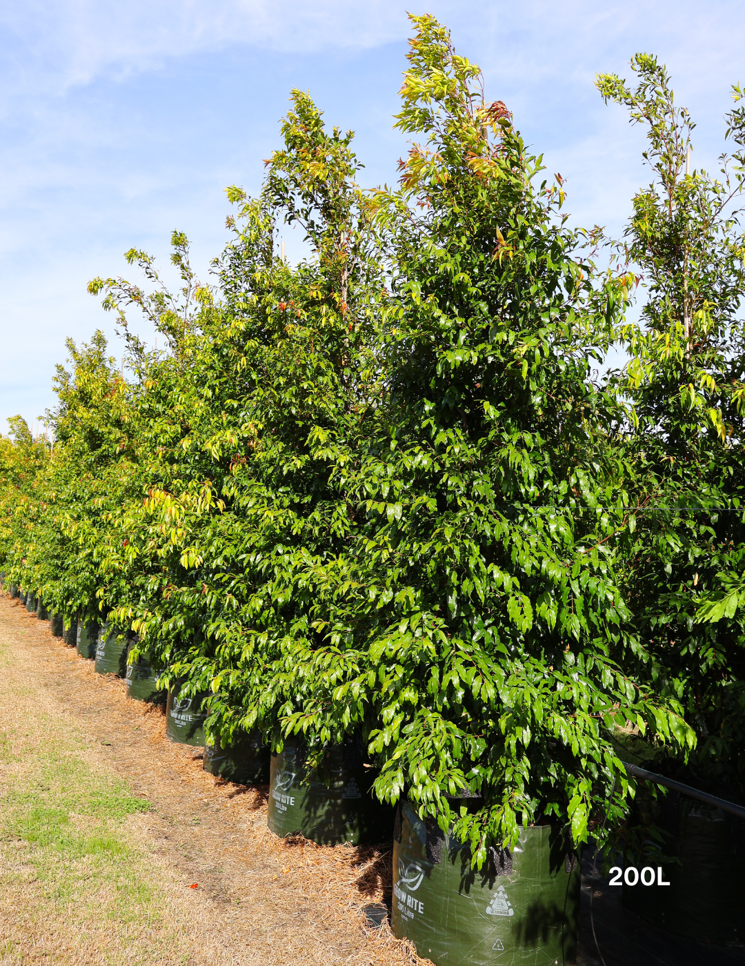 Waterhousea floribunda - Weeping Lilly Pilly - Evergreen Trees Direct