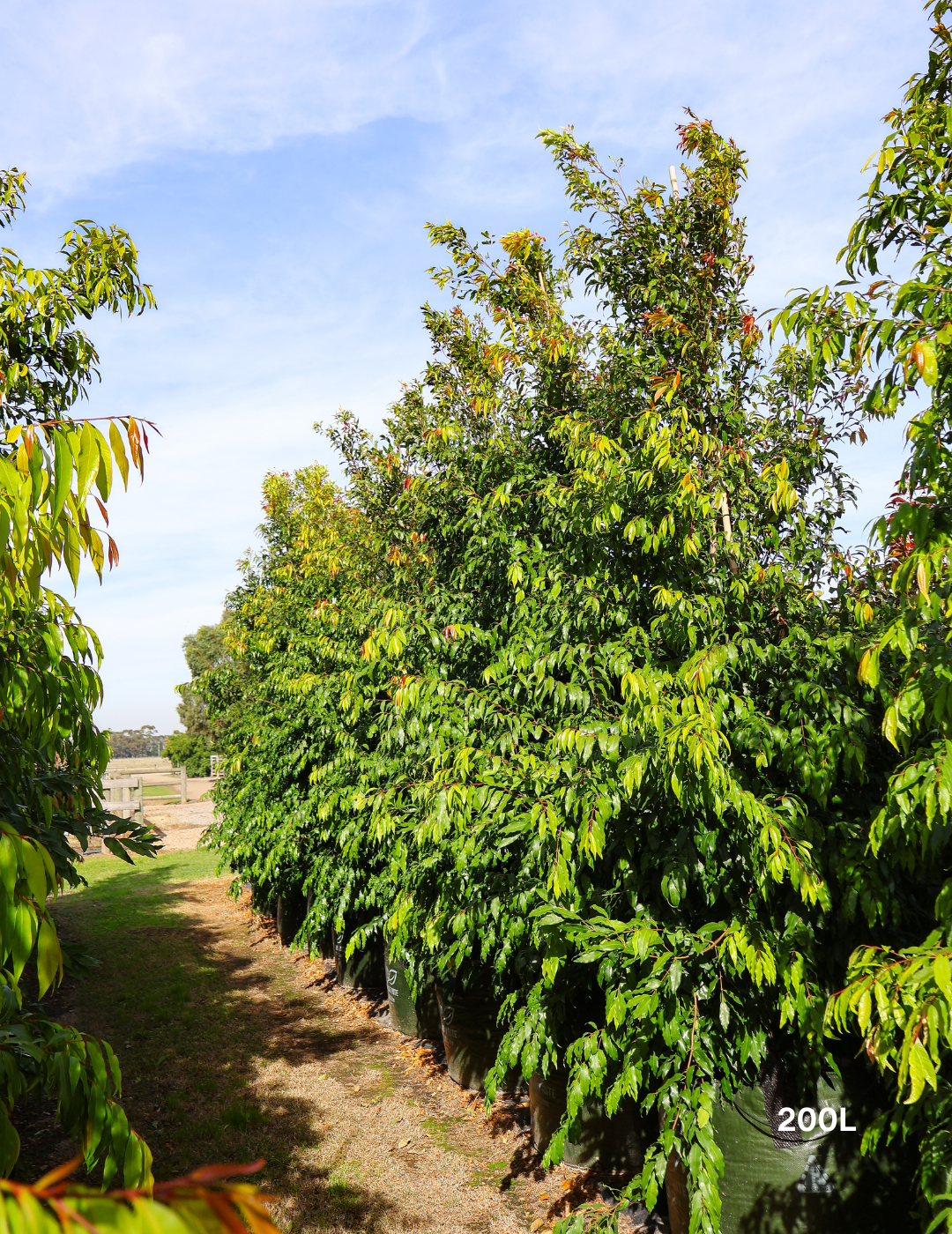Waterhousea floribunda - Weeping Lilly Pilly - Evergreen Trees Direct