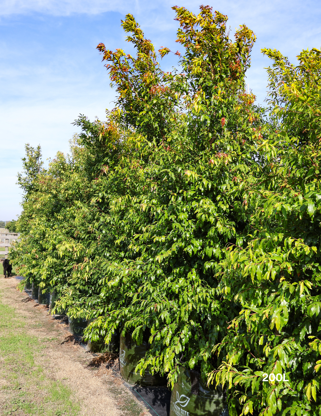 Waterhousea floribunda - Weeping Lilly Pilly - Evergreen Trees Direct