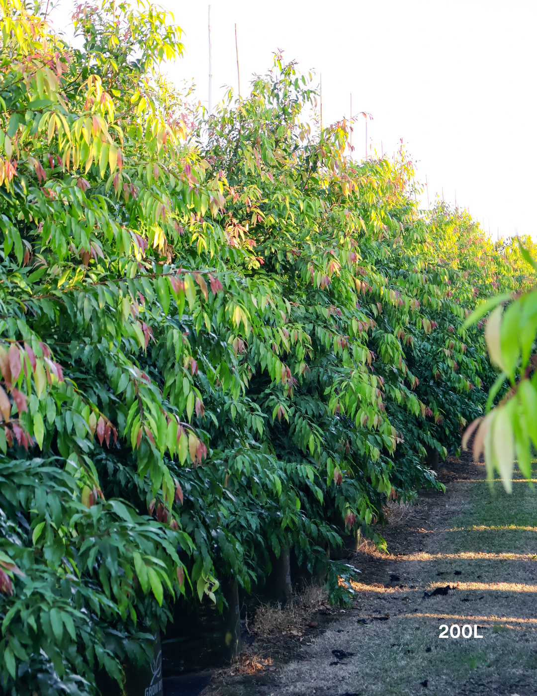 Waterhousea floribunda - Weeping Lilly Pilly - Evergreen Trees Direct