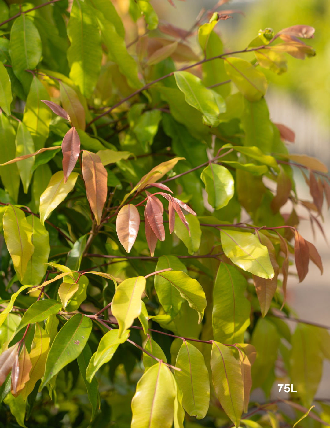 Waterhousea floribunda - Weeping Lilly Pilly - Evergreen Trees Direct