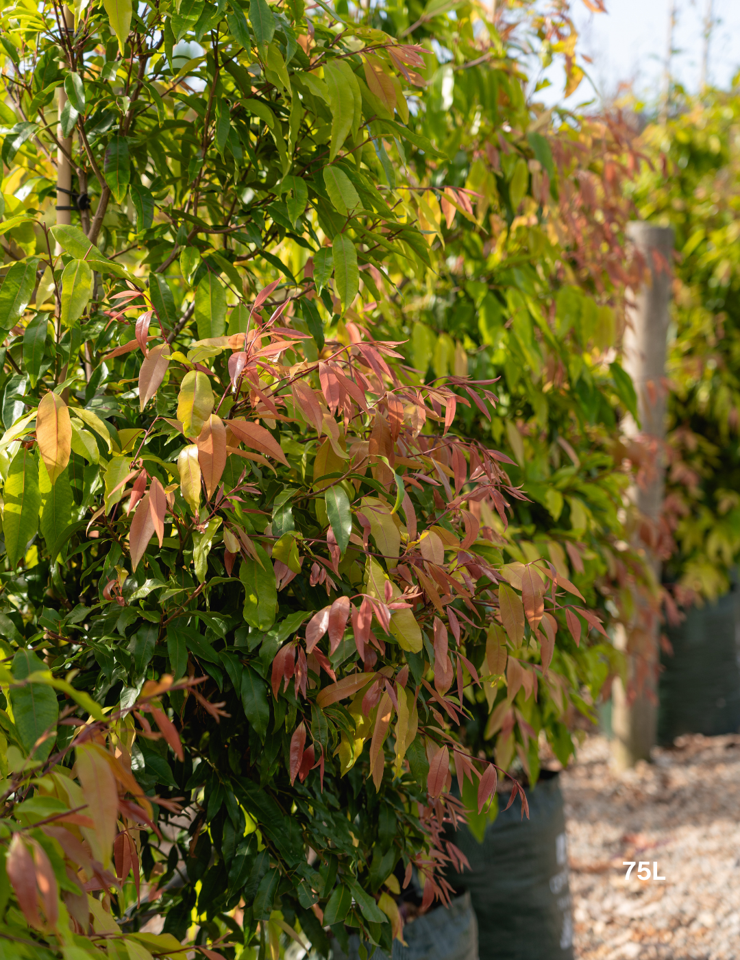 Waterhousea floribunda - Weeping Lilly Pilly - Evergreen Trees Direct