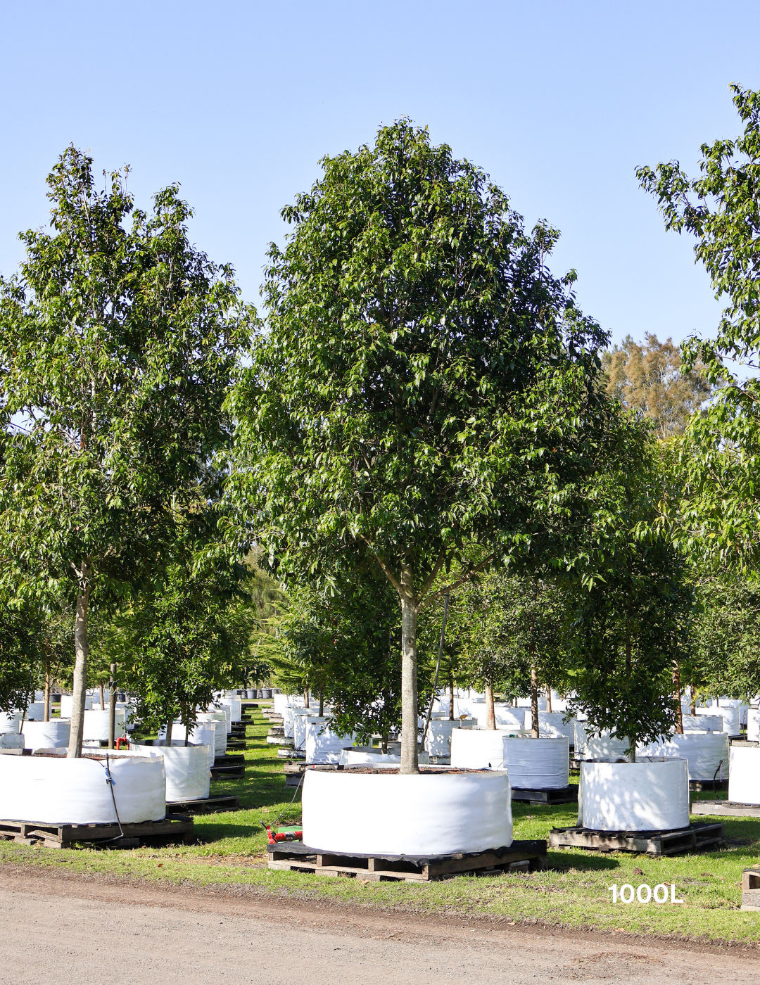 Waterhousea floribunda - Weeping Lilly Pilly - Evergreen Trees Direct