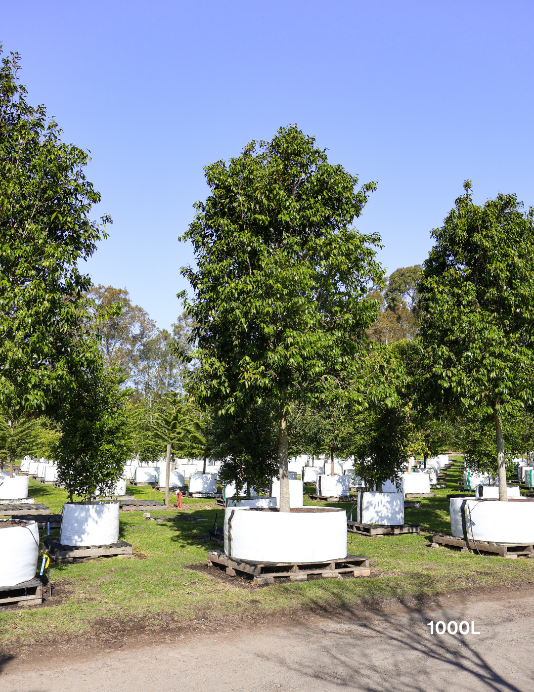 Waterhousea floribunda - Weeping Lilly Pilly - Evergreen Trees Direct
