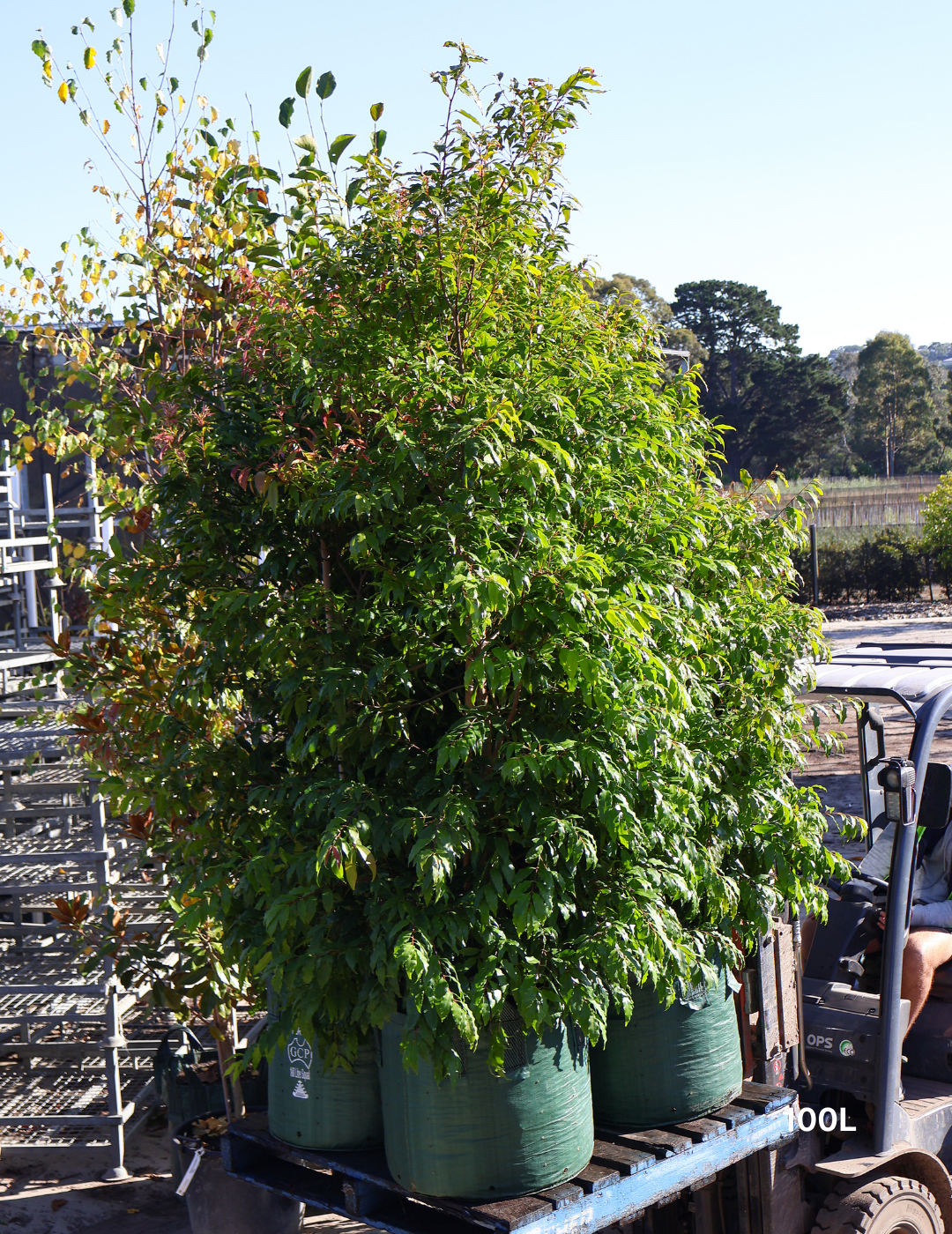 Waterhousea floribunda - Weeping Lilly Pilly - Evergreen Trees Direct