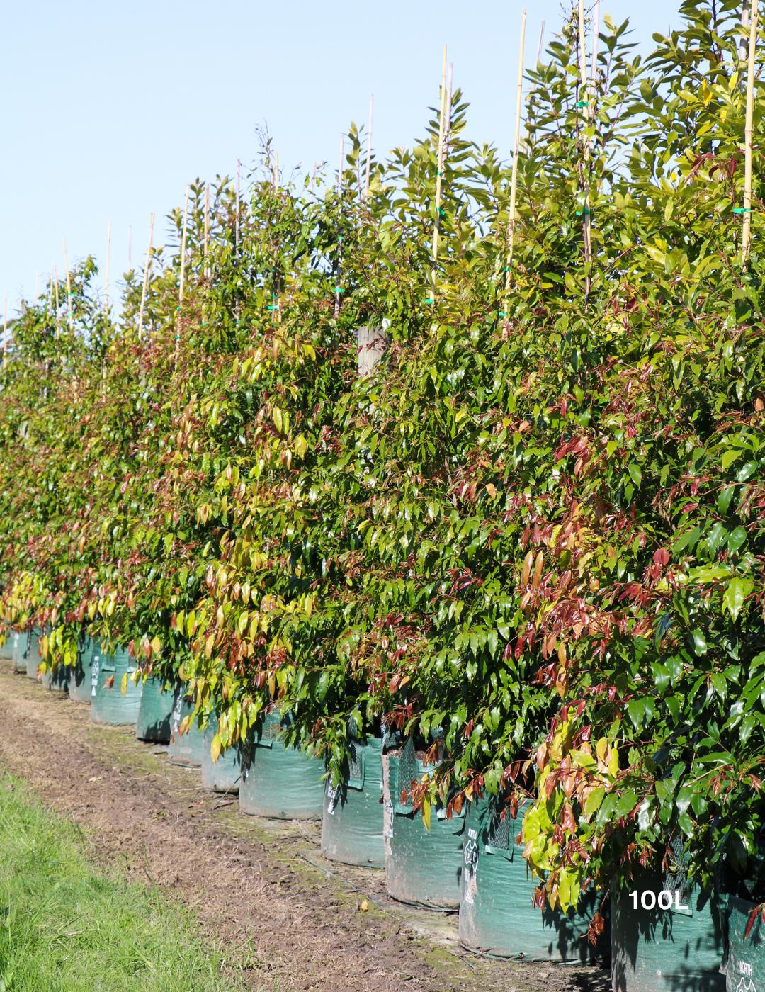 Waterhousea floribunda - Weeping Lilly Pilly - Evergreen Trees Direct