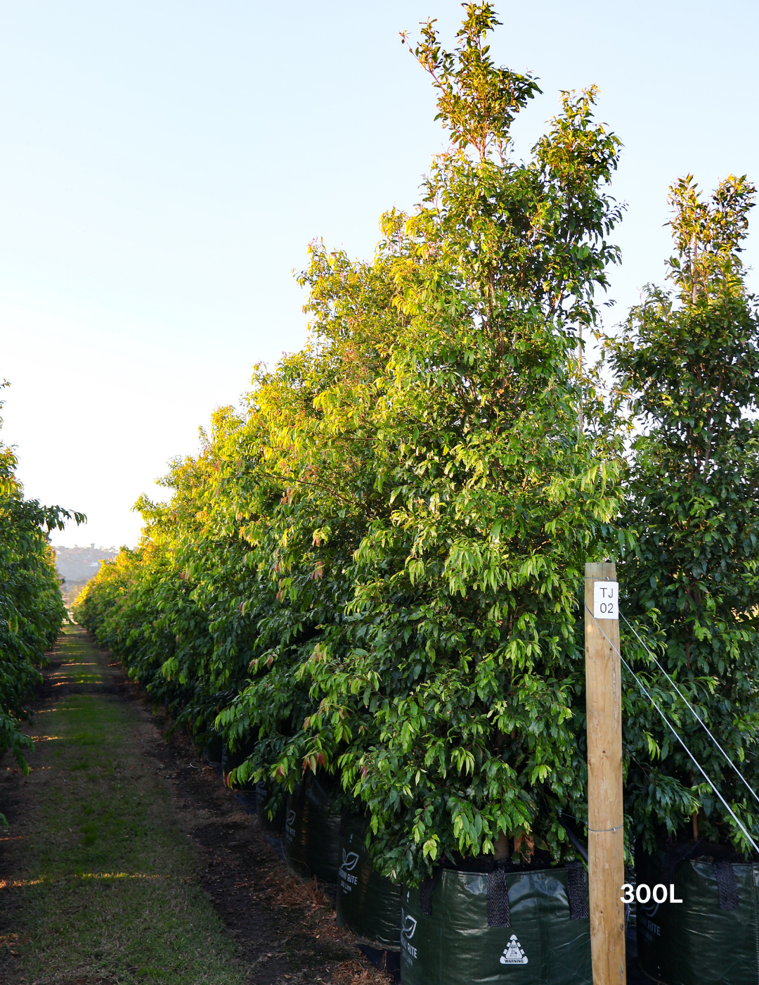 Waterhousea floribunda - Weeping Lilly Pilly - Evergreen Trees Direct