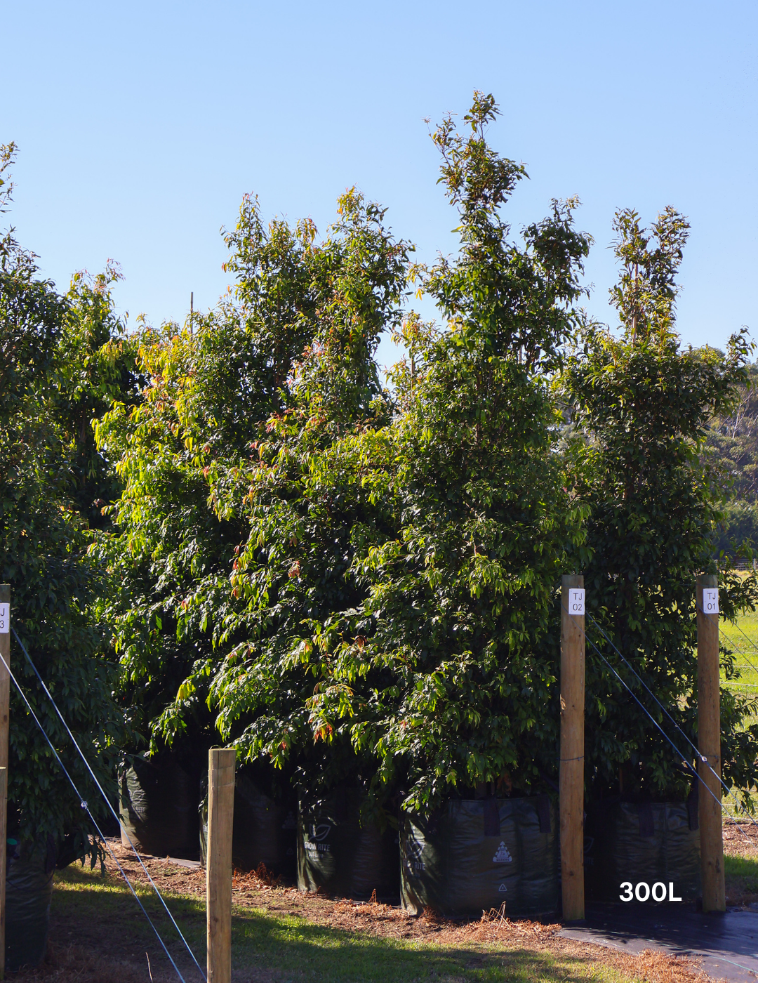 Waterhousea floribunda - Weeping Lilly Pilly - Evergreen Trees Direct