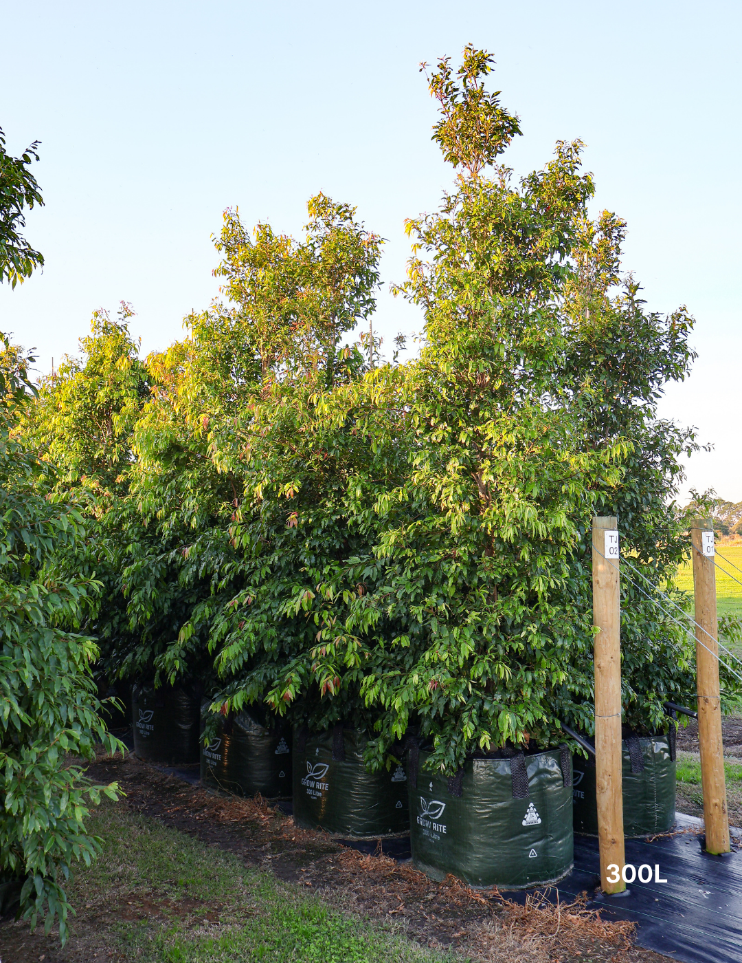 Waterhousea floribunda - Weeping Lilly Pilly - Evergreen Trees Direct