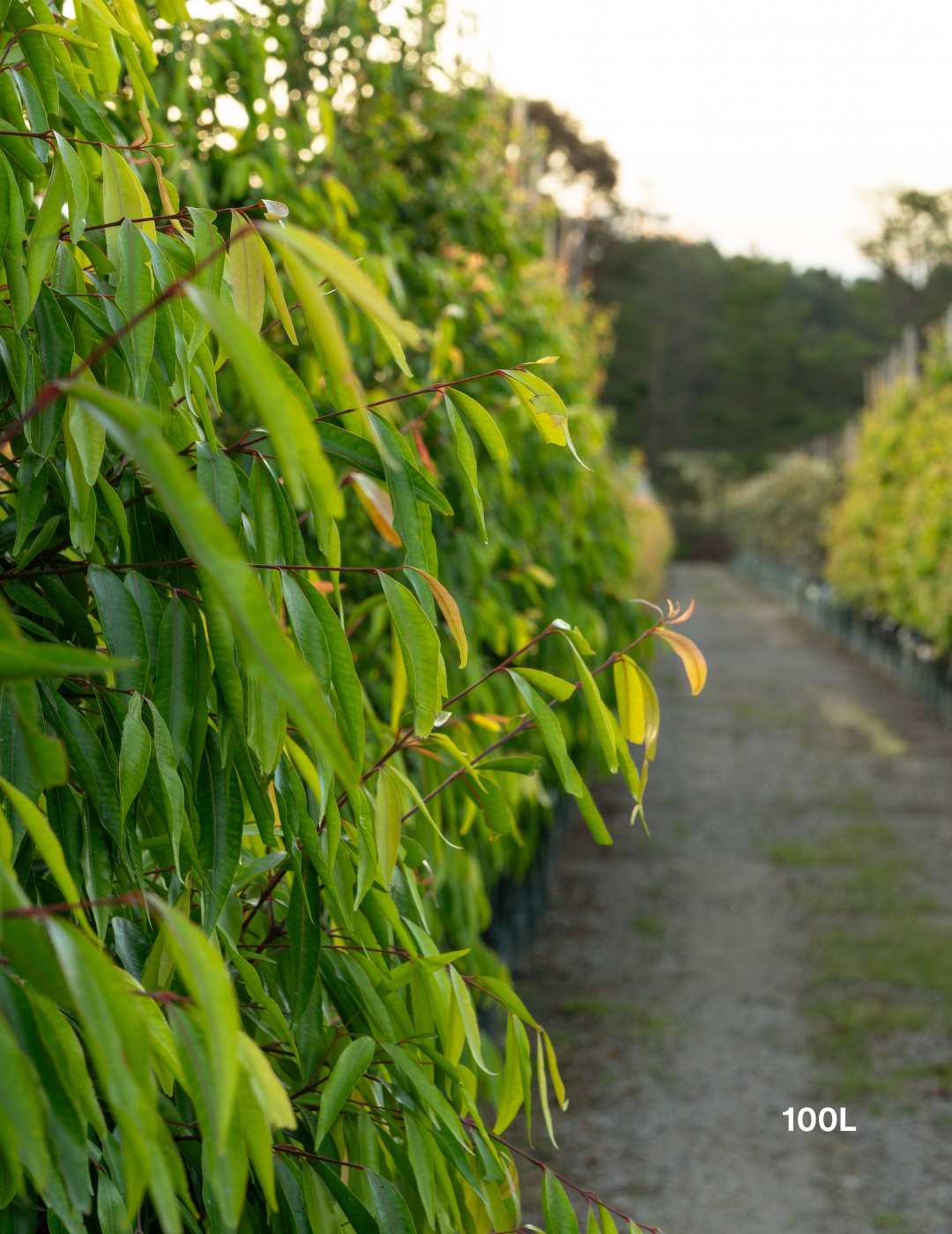 Waterhousea floribunda 'Amaroo' Weeping Lilly Pilly