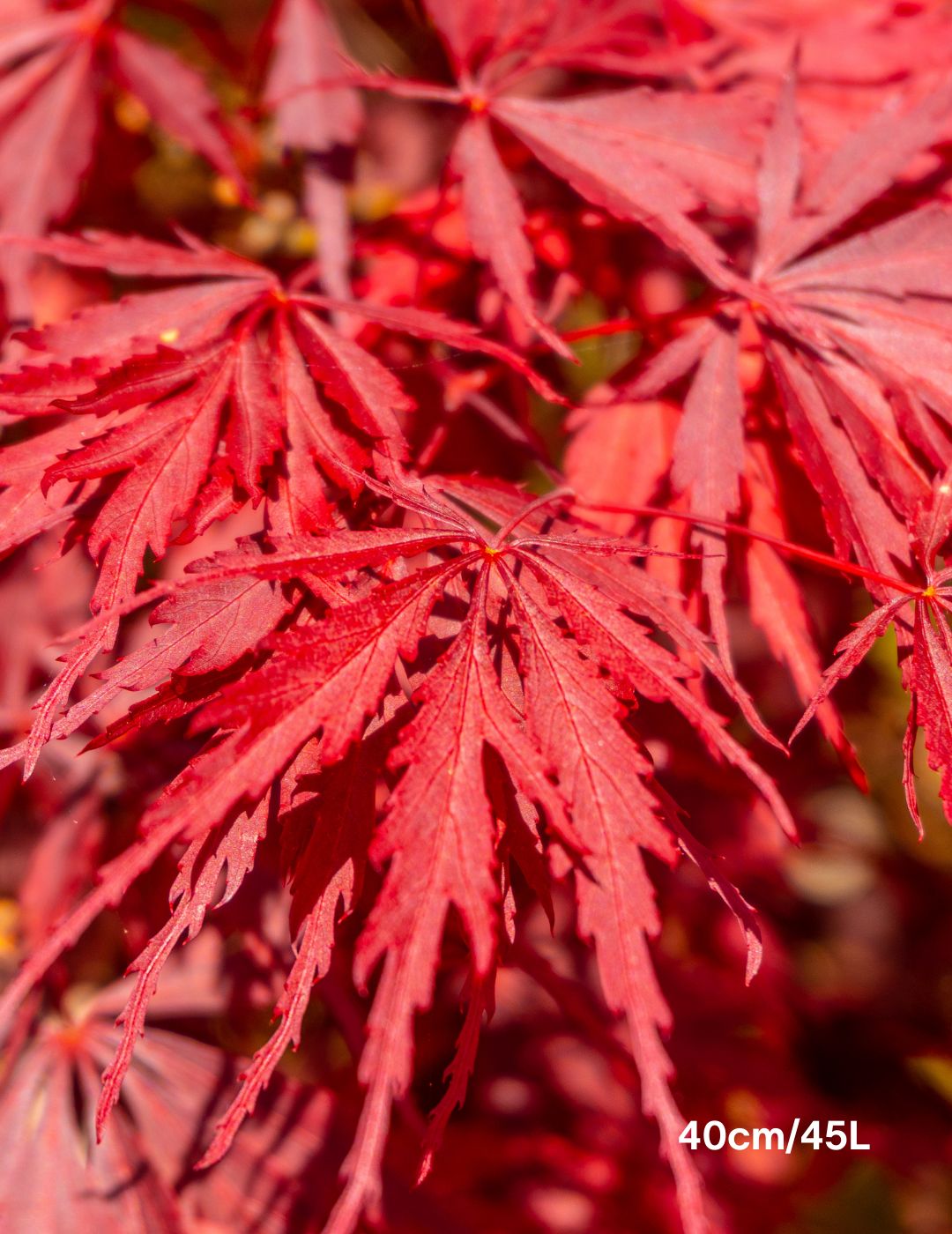 Acer palmatum dissectum 'Inaba Shidare' Weeper (Weeping Japanese Maple) - Evergreen Trees Direct