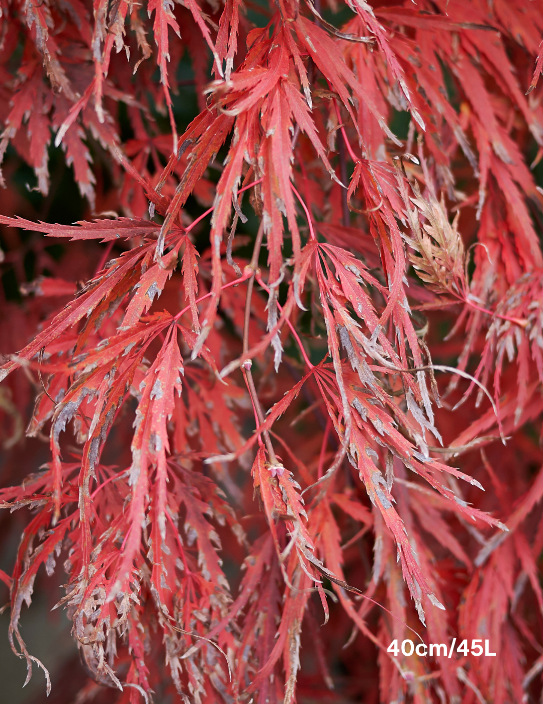 Acer palmatum dissectum 'Inaba Shidare' Weeper (Weeping Japanese Maple) - Evergreen Trees Direct