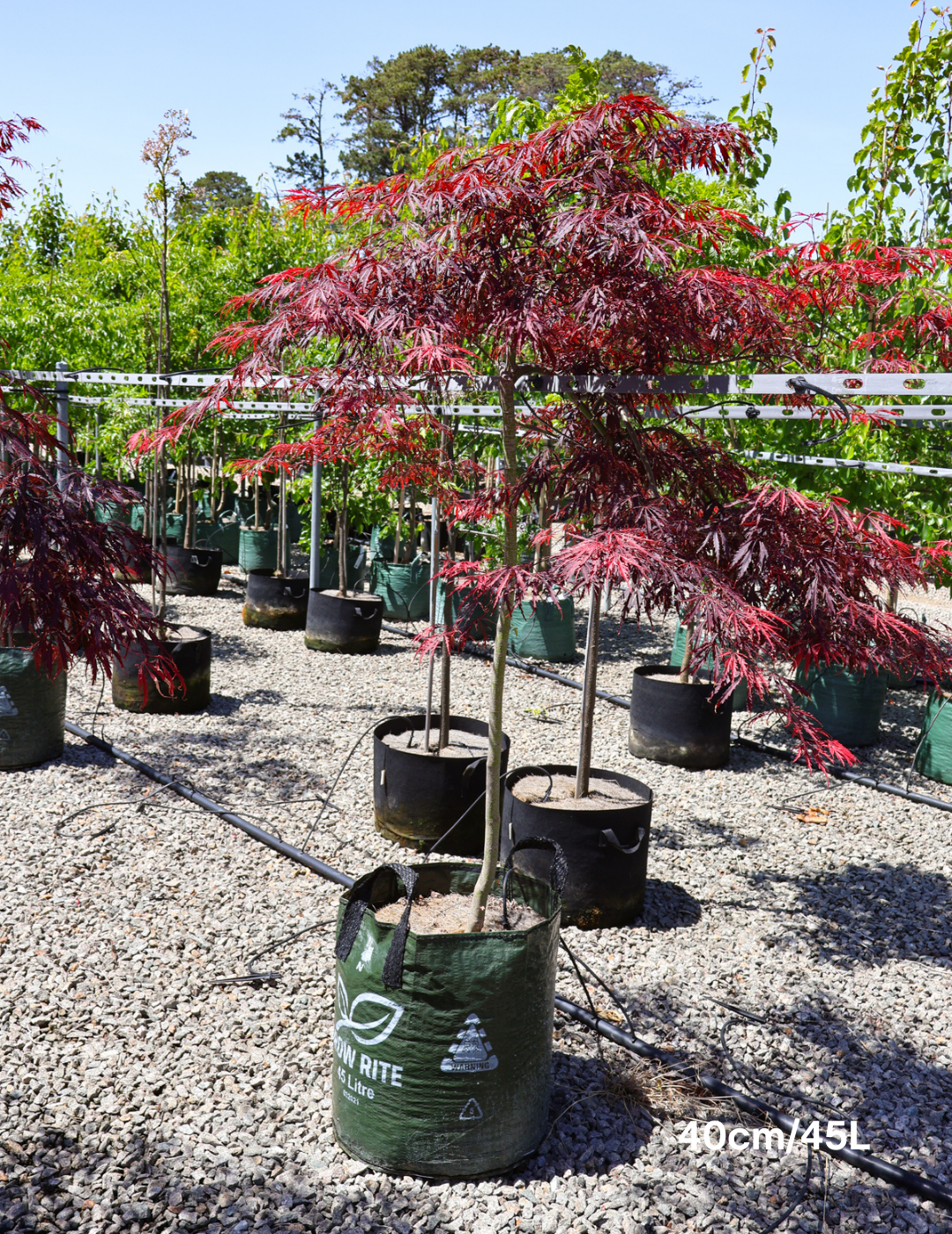 Acer palmatum dissectum 'Inaba Shidare' Weeper (Weeping Japanese Maple) - Evergreen Trees Direct