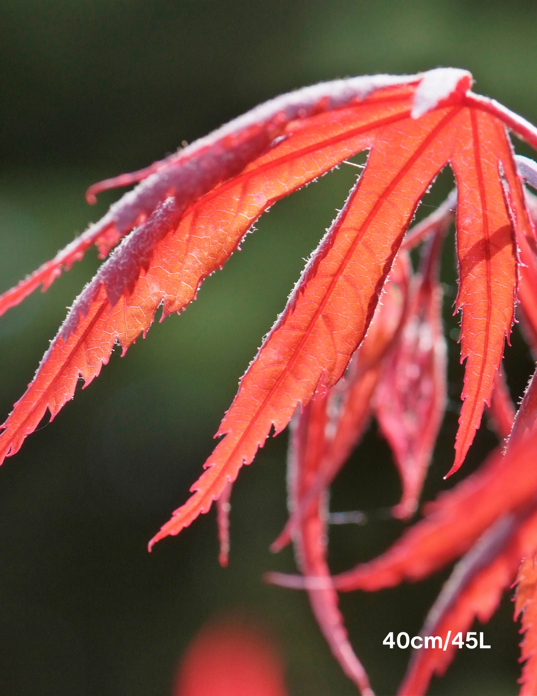 Acer palmatum dissectum 'Inaba Shidare' Weeper (Weeping Japanese Maple) - Evergreen Trees Direct