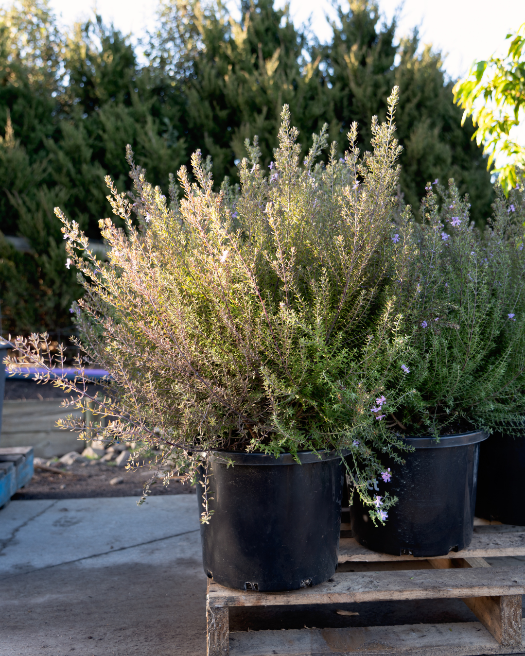 Westringia ‘Wynyabbie Blue’ – Wynyabbie Blue Coastal Rosemary