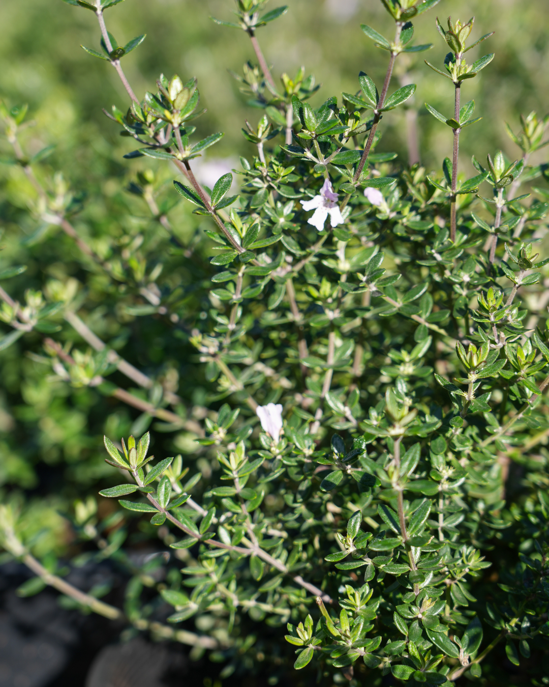 Westringia fruticosa – Coastal Rosemary