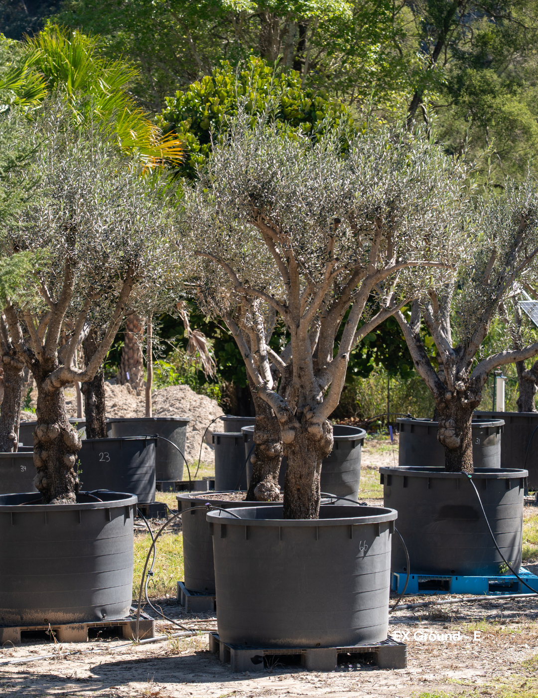 Olea europaea - Olive Tree (Ex Ground) - Evergreen Trees Direct
