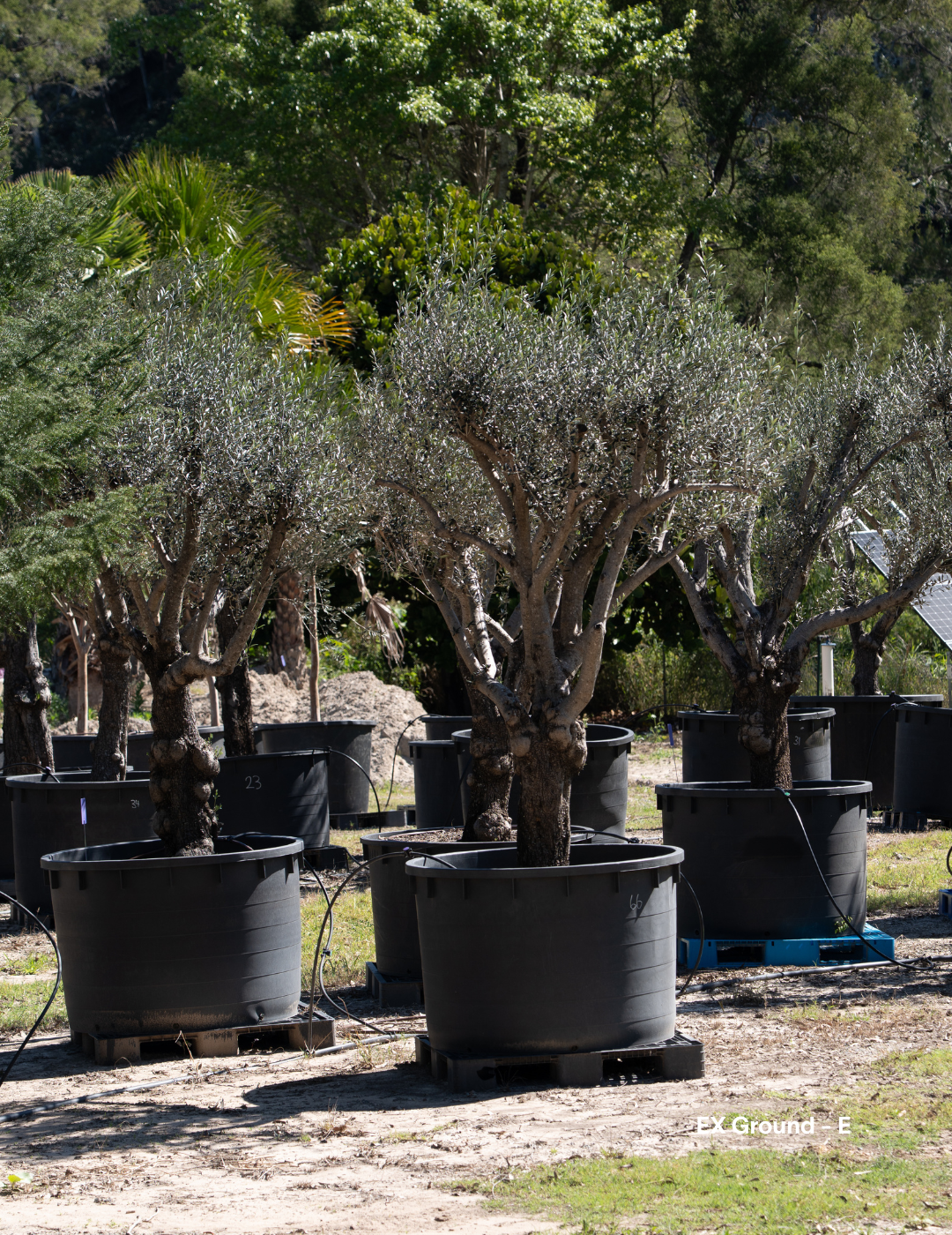 Olea europaea - Olive Tree (Ex Ground) - Evergreen Trees Direct