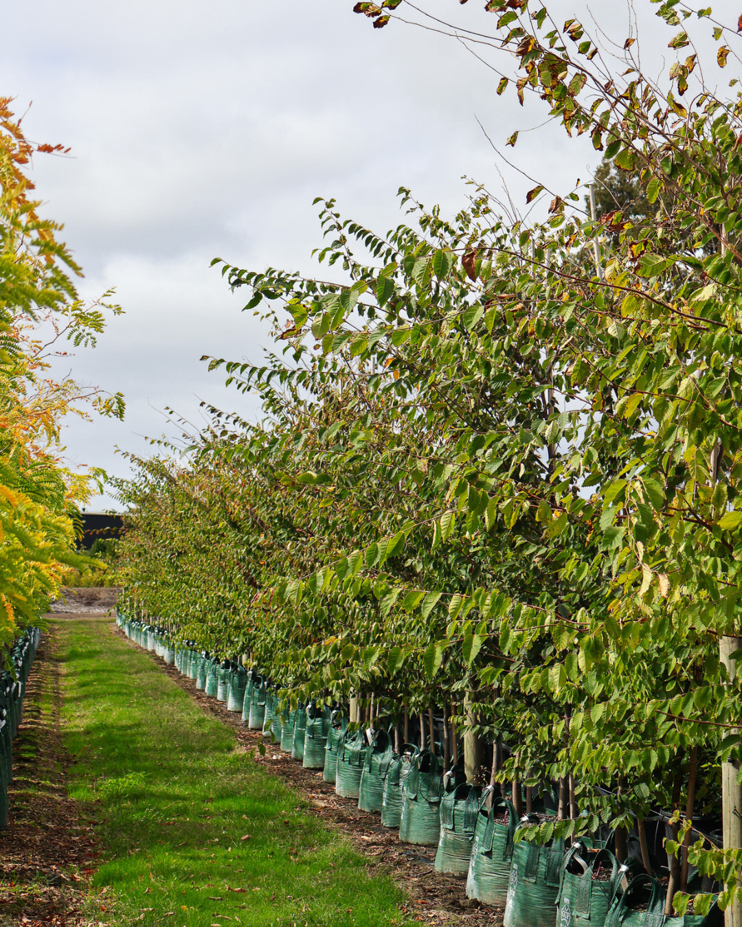 Zelkova serrata (Japanese Elm Tree)