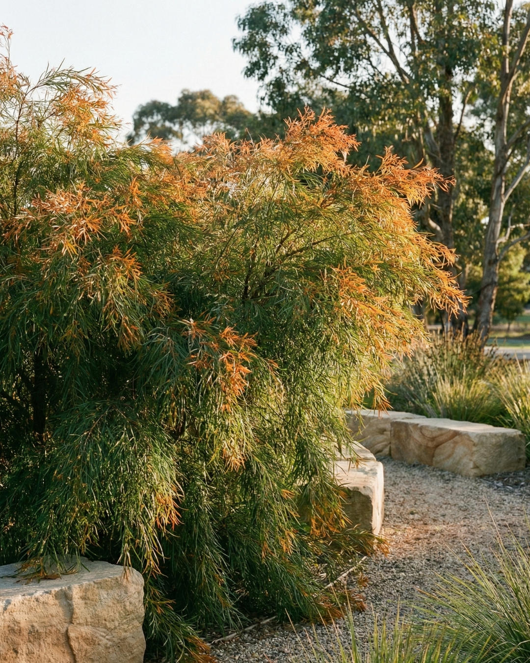 Acacia cognata ‘Copper Tips’